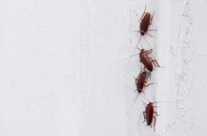 Invasion d’insectes coléoptères dans une maison : que faire ? Invasion d’insectes coléoptères dans une maison : que faire ?