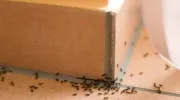 Invasion de fourmis : que faire&nbsp;?