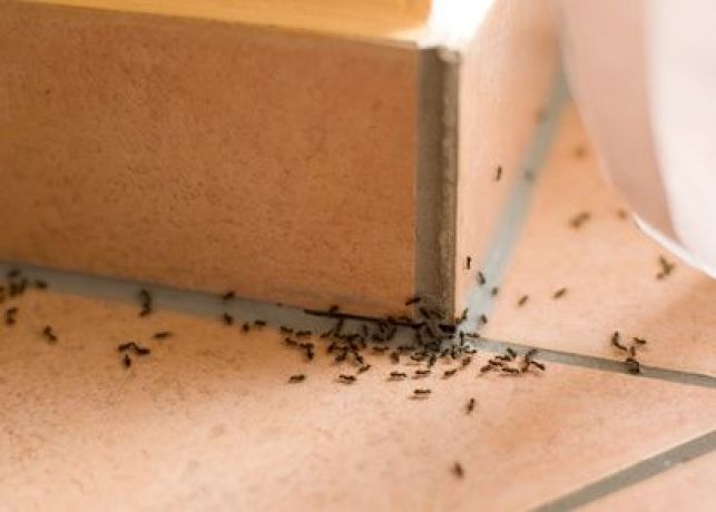 Invasion de fourmis : que faire ?