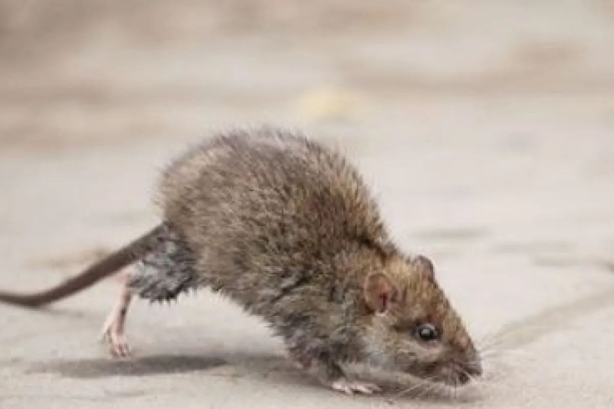 Nos conseils pour se débarrasser des rats et souris au grenier
