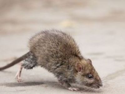 Invasion de rats et souris dans une maison : que faire ?