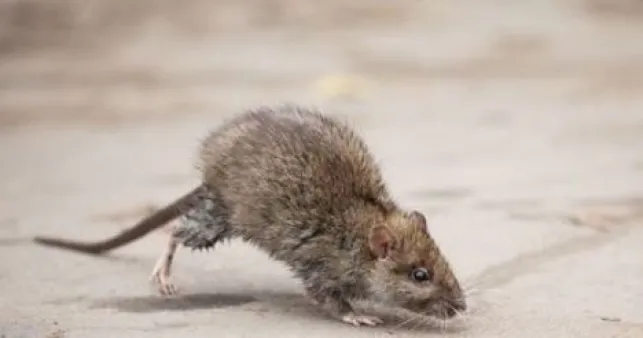 Invasion de rats et souris dans une maison : que faire ?