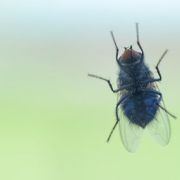 Invasions de mouches : que faire&nbsp;?