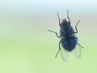 Invasions de mouches : que faire ?