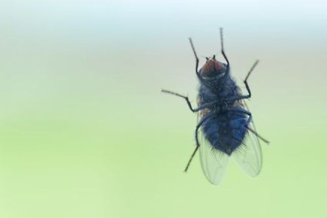 Invasions de mouches : que faire ?