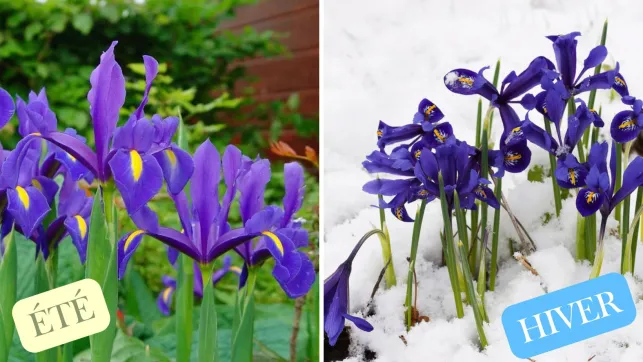 Iris Été vs Hiver