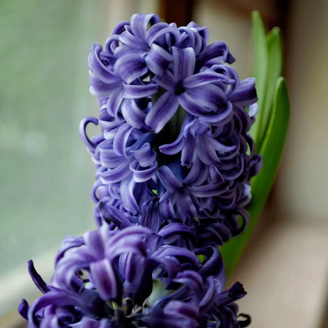 Avec ses grappes parfumées et ses pétales étoilées, la jacinthe colorera votre terrasse dès le printemps