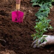 Jardin potager : la préparation du sol