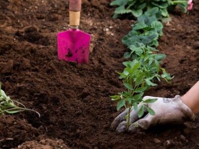 Jardin potager : la préparation du sol
