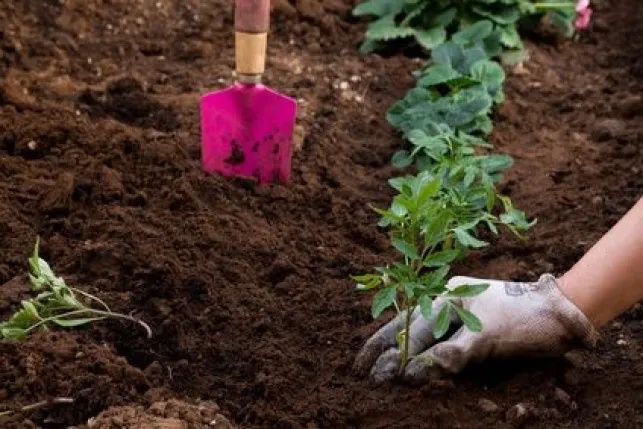 Jardin potager : la préparation du sol