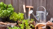 Jardiner en ville : les solutions