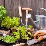Jardiner en ville : les solutions