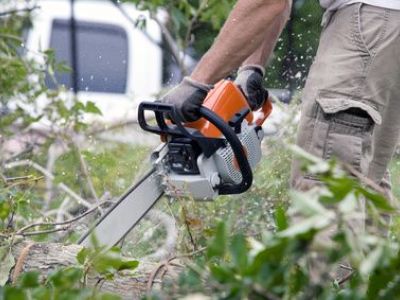 L’abattage d’un arbre : comment procéder ?