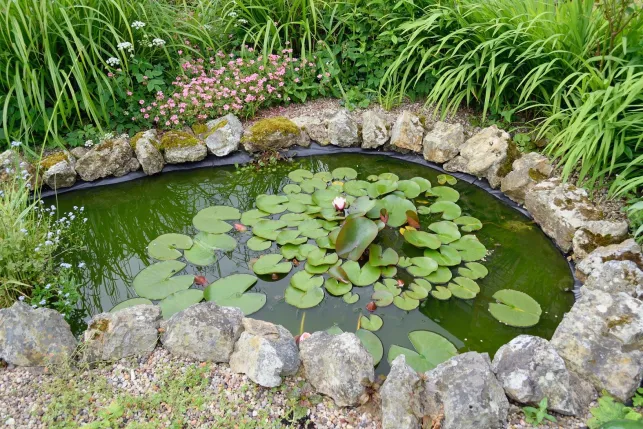 L'entretien d’un bassin d’ornement dans le jardin