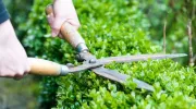 L'entretien d’une haie de jardin