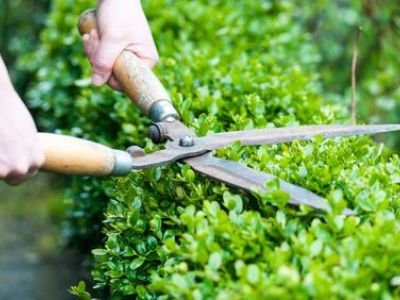 L'entretien d’une haie de jardin