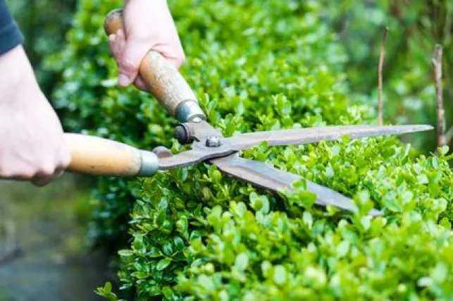 L'entretien d’une haie de jardin