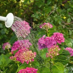 L’entretien du jardin au fil des saisons