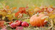 L'entretien du jardin en automne 