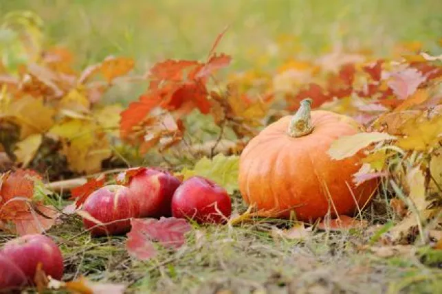 L'entretien du jardin en automne 