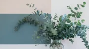 L’eucalyptus en déco, une touche de verdure dans votre maison