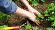 L’utilisation de cendre de bois en jardinage