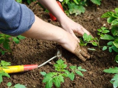 L’utilisation de cendre de bois en jardinage