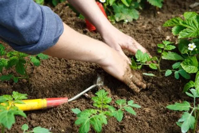 L’utilisation de cendre de bois en jardinage