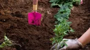 L’utilisation du compost en jardinage
