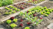 La rotation des cultures dans un jardin