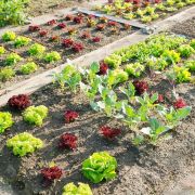 La rotation des cultures dans un jardin