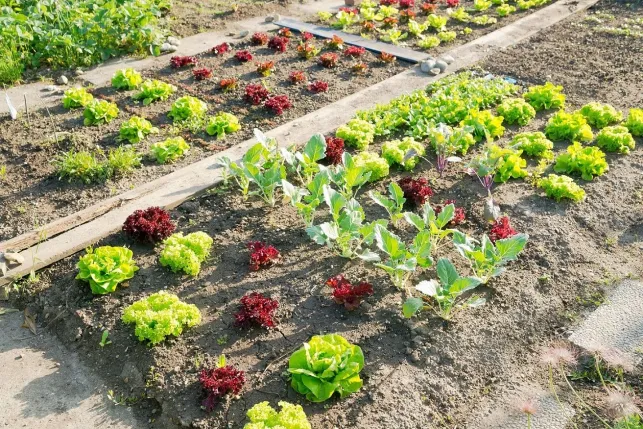 La rotation des cultures dans un jardin