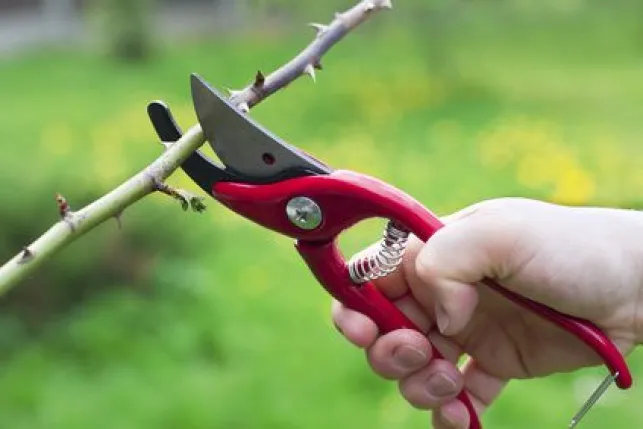 La taille d'entretien d'un arbre