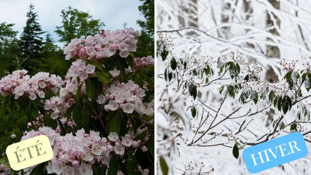 Laurier des Montagnes Été vs Hiver