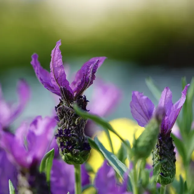 Parfumée et colorée, la lavande papillon apportera des airs de Provence à votre jardin du haut de ses épis floraux