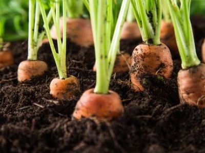 Le BRF en jardinage