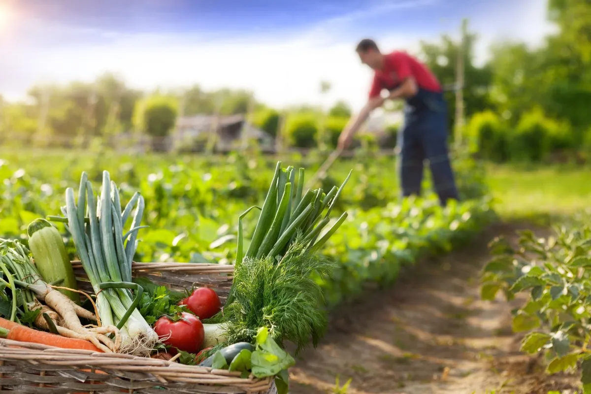 Le calendrier de jardinage pour savoir quand planter vos fruits et légumes