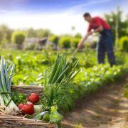 Le calendrier de jardinage