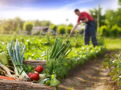 Le calendrier de jardinage