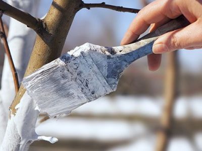 Le chaulage des arbres : pourquoi et comment faire ?