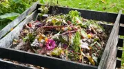 Le compost : définition et principe