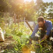 Le jardin en lasagnes, qu'est-ce que c'est&nbsp;?