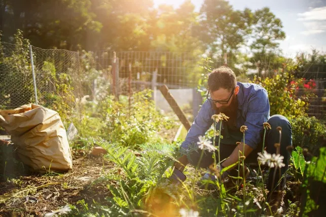 Le jardin en lasagnes, qu'est-ce que c'est ?