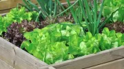 Le mini-potager pour balcon