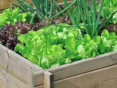 Le mini-potager pour balcon