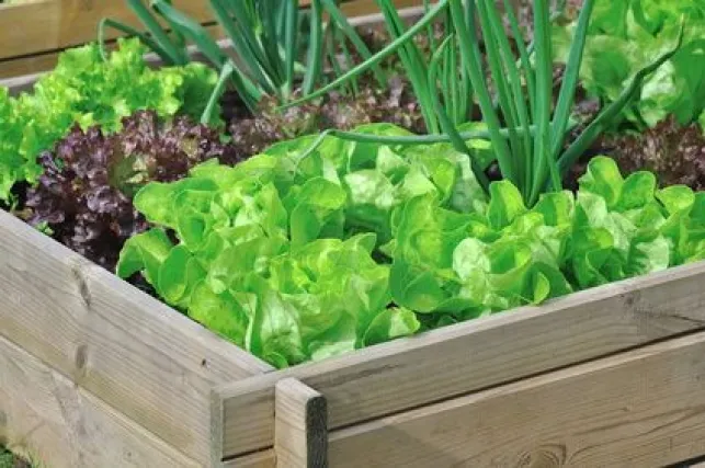 Le mini-potager pour balcon