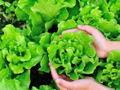 Le mulching en jardinage