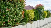 Le Photinia : l’arbuste idéal pour vos haies de jardin 