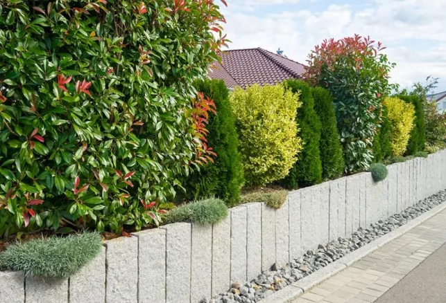 Le Photinia : l’arbuste idéal pour vos haies de jardin 