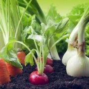 Le potager suspendu